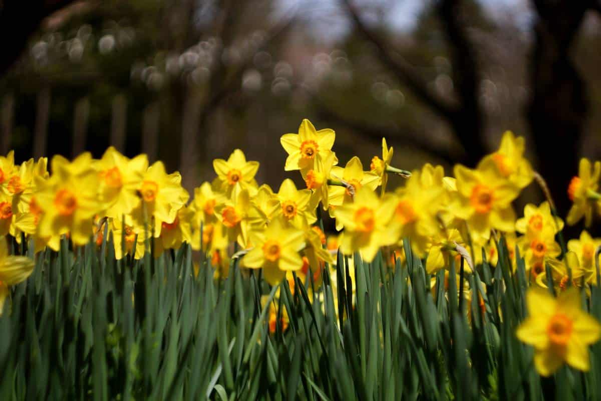 Narcissus, trumpets of gold announcing Spring in the garden