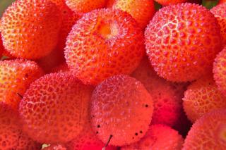 Ripe strawberry tree fruits to make jam from