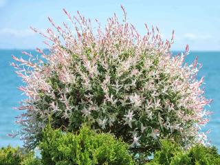 Salix integra - dappled willow