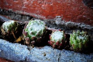 houseleek species varieties