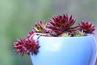 Houseleek in a pot