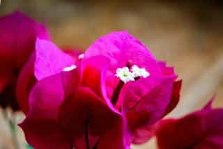 Bougainvillea shrubs bloom best during droughts