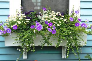 Garden box for shade with spring flowers