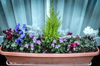 Conifer in a garden box for spring