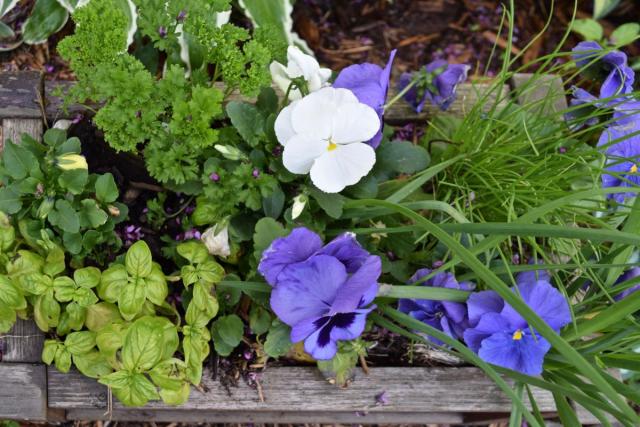 Spring garden flower box with herbs and flowers