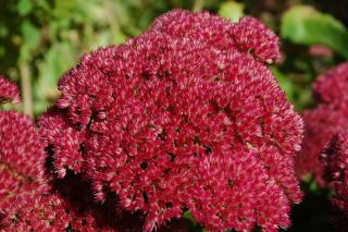 Stonecrop flower