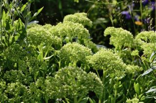 Planting stonecrop and caring for it