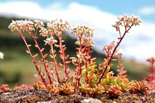 Varieties and species of stonecrop