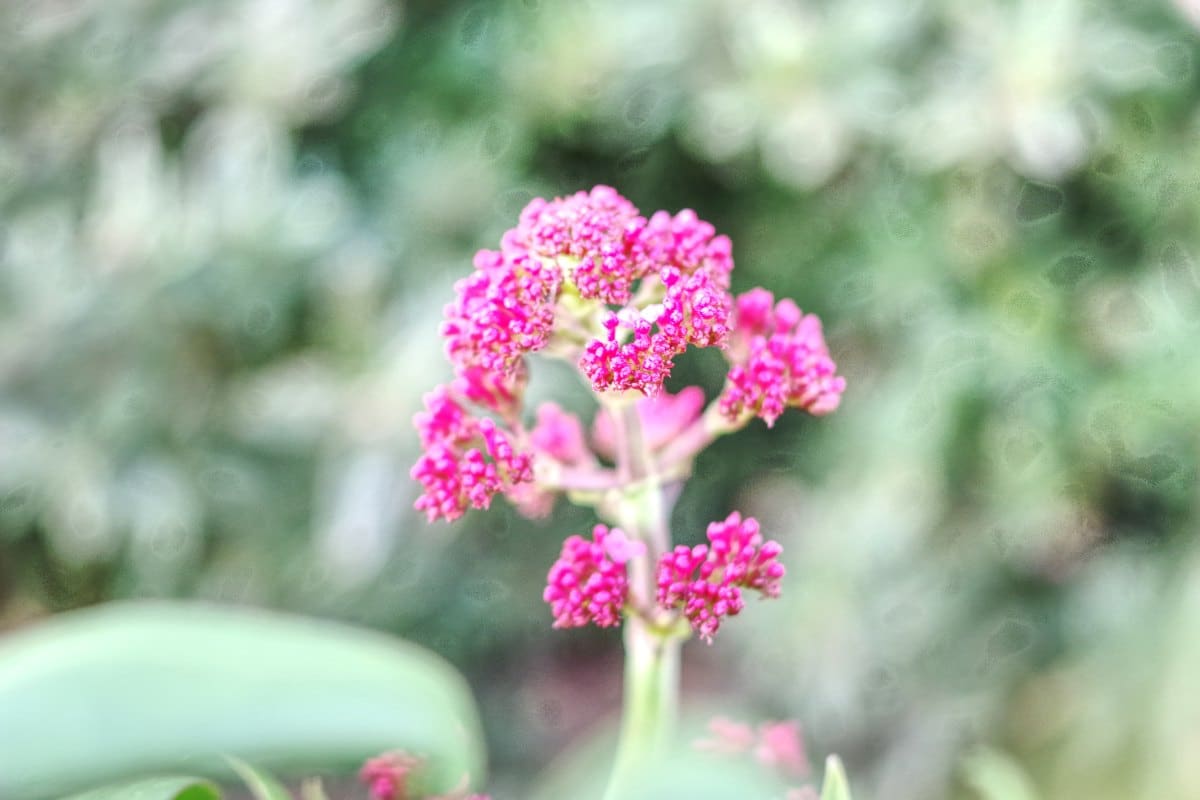 Stonecrop