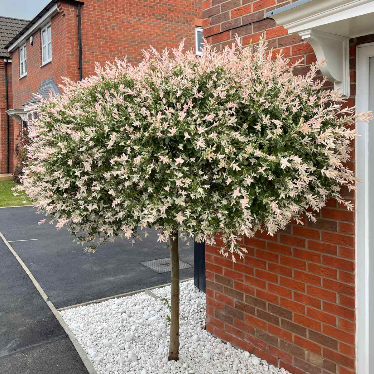 salix integra, pink and white marbled leaves for a topiary-worthy