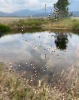 Tufted hairgrass will suit large panoramas very well