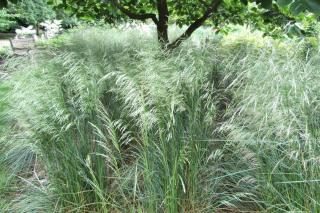 How to plant tufted hairgrass