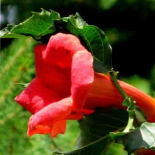 Hummingbird vine flowering in a drought