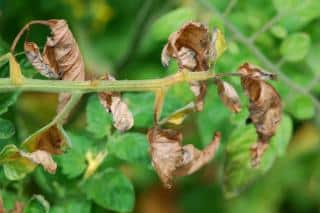 Symptoms of botrytis on leaves