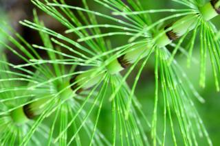 Horsetail stem, chop it up and use to make fungicide