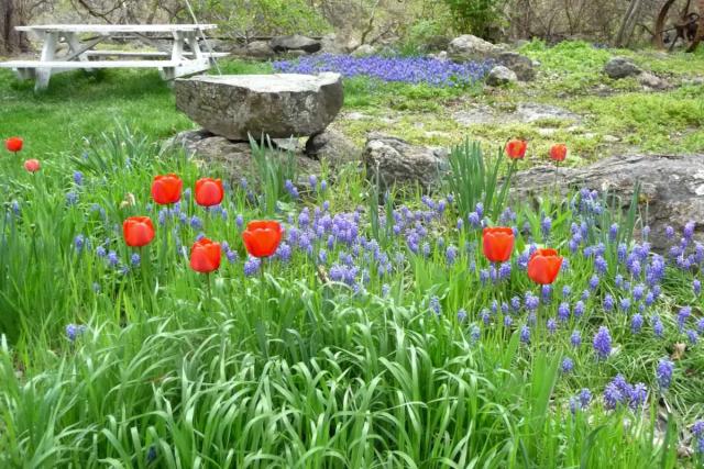 Spring bulbs are full of colors