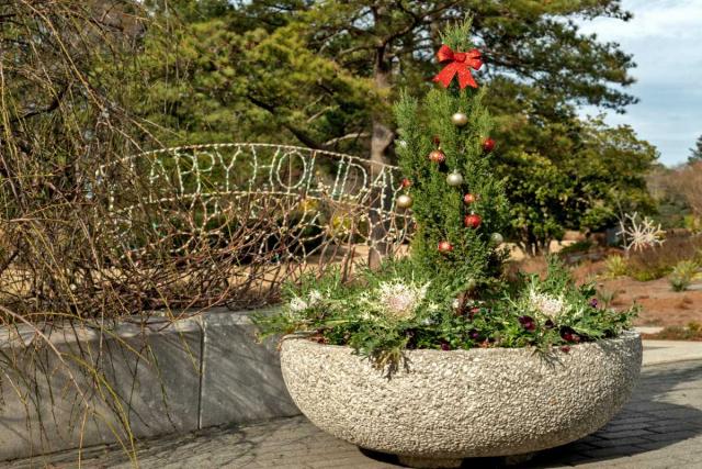 Conifer in a garden planter