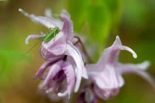 Pests and diseases that attack epimedium