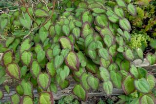 Species and varieties of Epimedium grandiflora