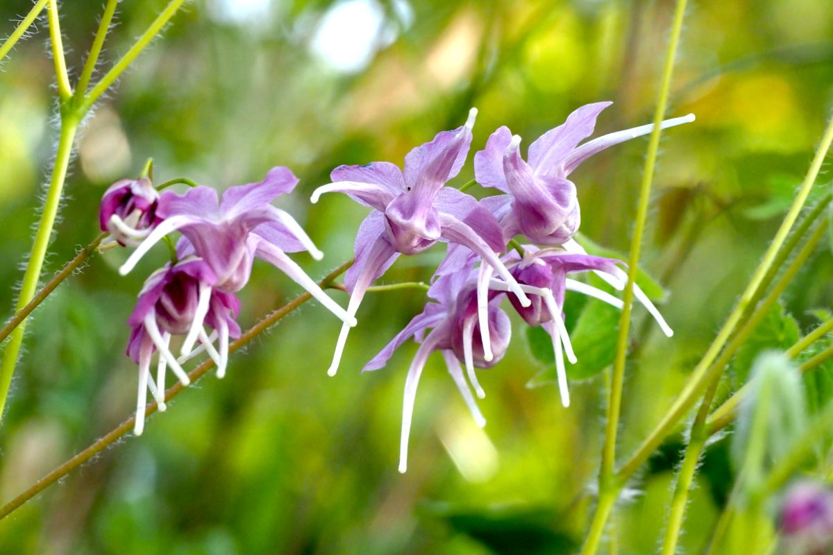 Epimedium grandiflorum