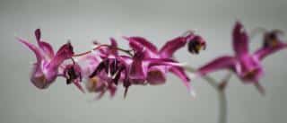 Wonderful Lilafee epimedium cultivar