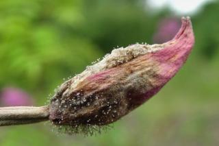 Even flowers can get botrytis infections