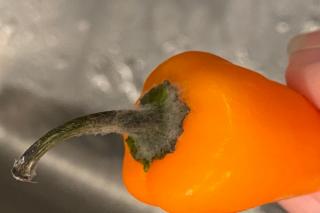 Gray fungus on a stem