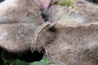 Gray mold on leaves