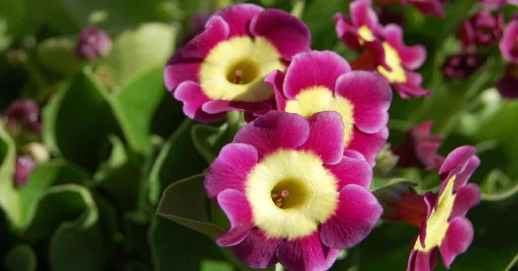 Primula auricula uses and companion plants