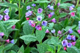 Planting lungwort