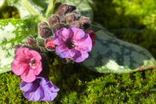 Pulmonaria benefits (lungwort)