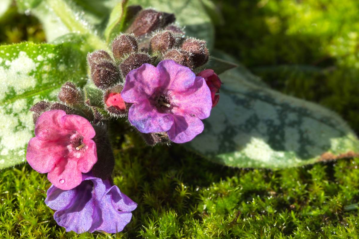 Lungwort health benefits asthma, breathing issues, inflammation usage