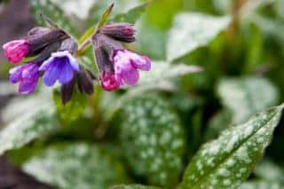 Lungwort pulmonaria varieties