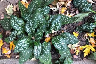 Lungwort landscaping