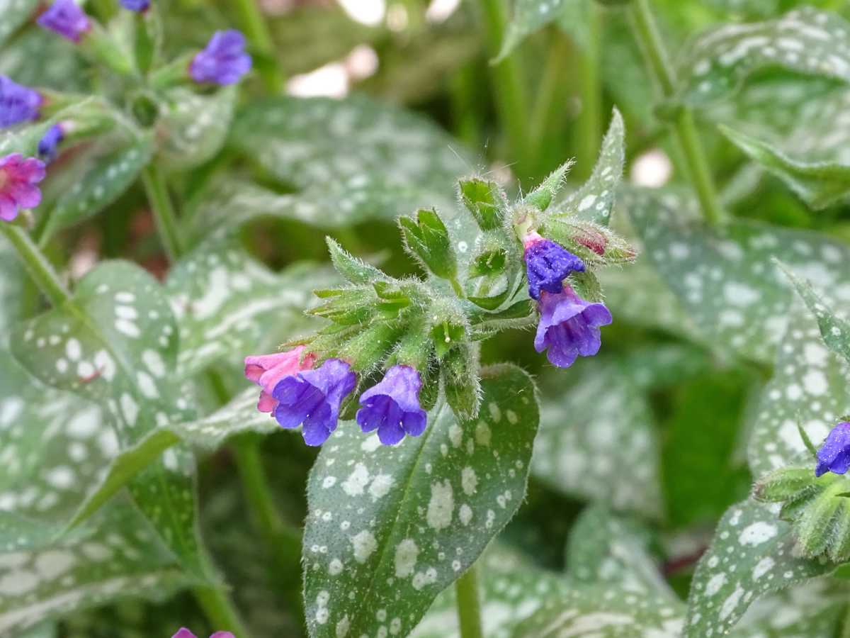 Lungwort pulmonaria