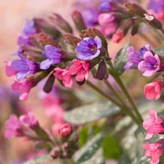 Lungwort varieties