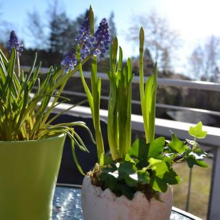 Narcissus and muscari with ivy in small pots