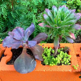 Orange cinder block with complimentary colors