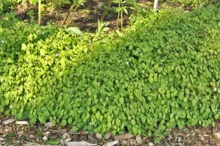 Caring for and planting epimedium grandiflorum