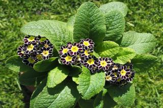 Planting guide for primula auricula