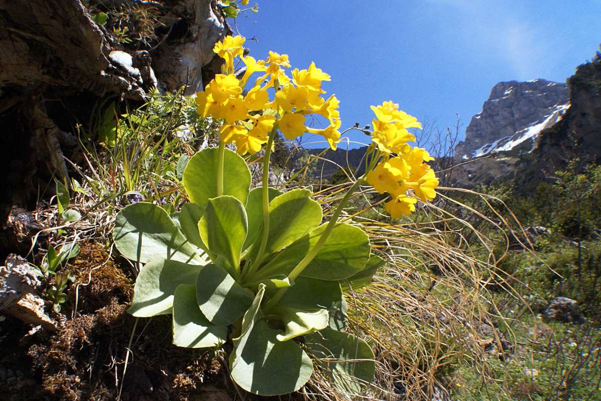 Primula auricula growing and care