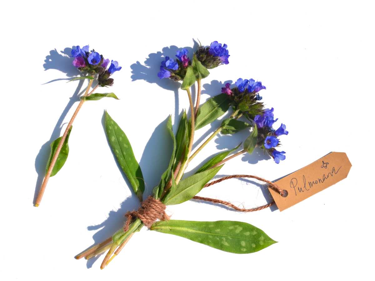 Pulmonaria, lungwort health benefits