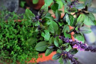 Taste is a favorite sense for a sensory garden