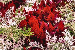 White and red garden box in winter