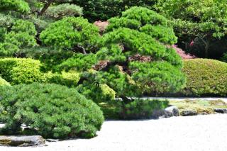 Conifers excel at enriching zen gardens