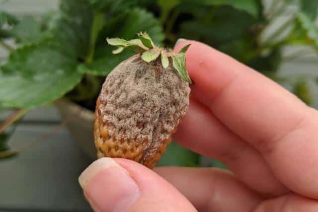 Mold on a strawberry and other fruits