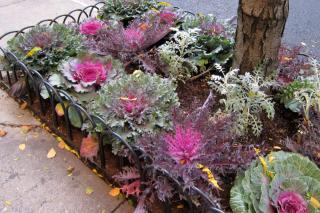 Ornamental cabbage (or kale) in a cement grower