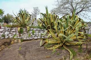 Agave on rocky ground