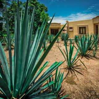 Care, exposure and planting for agave