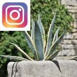 Picture related to Agave overlaid with the Instagram logo.